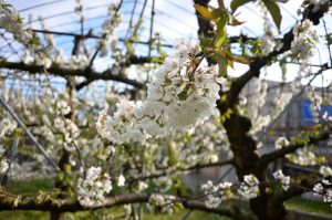 桜が終わり さくらんぼの花が満開 山形のさくらんぼ りんご 中川果樹園
