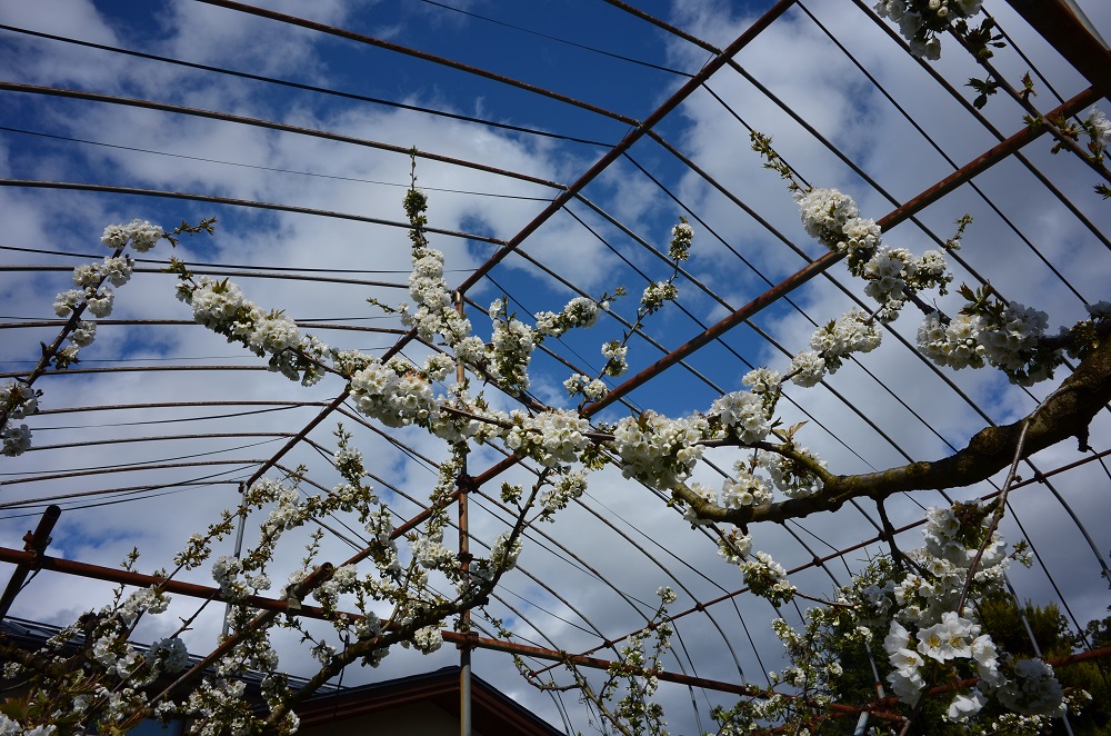 さくらんぼの花がだいぶ咲いてきました 山形のさくらんぼ りんご 中川果樹園