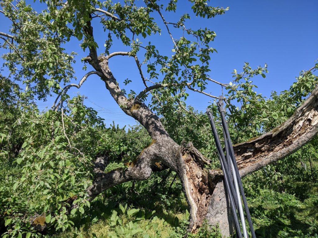 樹齢70年になるりんごの樹が倒れる 山形のさくらんぼ りんご 中川果樹園